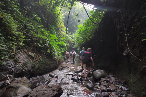 Van Jakarta: Bogor Botanische Tuin en Rijstvelden TourBogor Botanische Tuin en Rijstvelden Tour