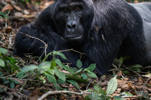 4-Day Gorillas and Golden Monkeys Safari Rwanda to Uganda