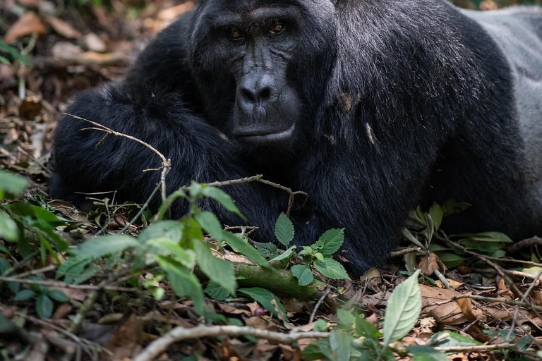 4-Day Gorillas and Golden Monkeys Safari Rwanda to Uganda