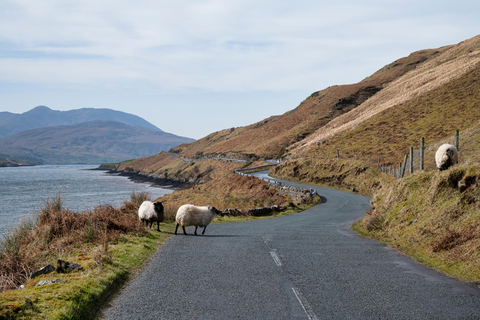 Von Belfast aus: Giant&#039;s Causeway und Game of Thrones TourLuxuriöser Mercedes für 1-3 Personen