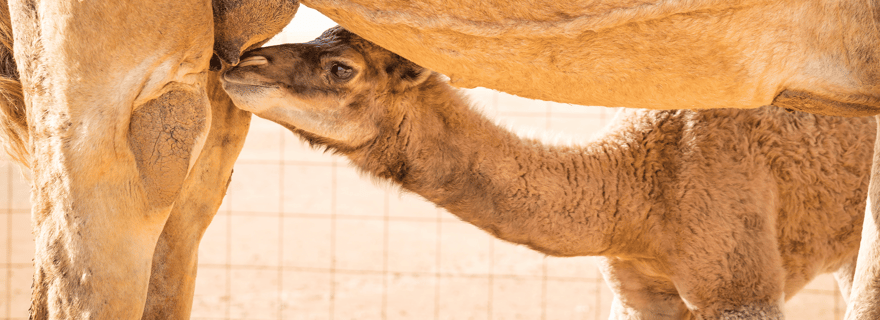 Salalah : Visite d'une ferme d'élevage de chameaux avec dégustation de lait et de viande de chameau