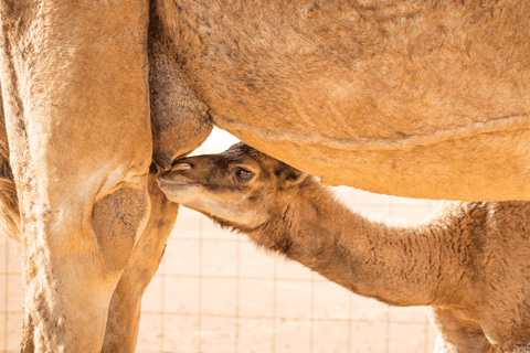 Salalah: Visita a una granja de camellos con degustación de leche y carne de camello