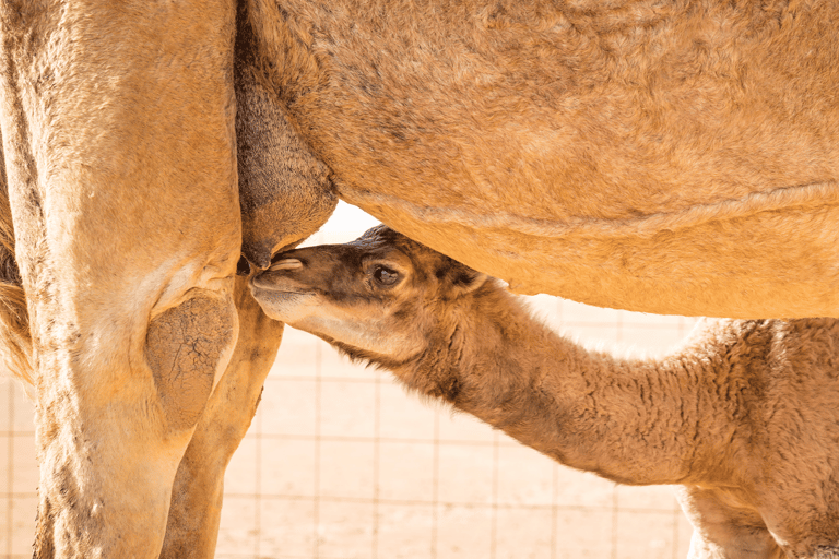 Salalah: Besuch einer Kamelfarm mit Verkostung von Kamelmilch und Kamelfleisch