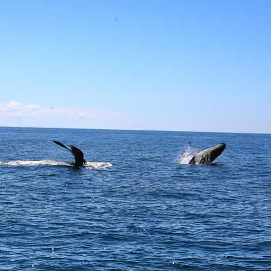 Uvita: Whale Watching Tour in Marino Ballena National Park