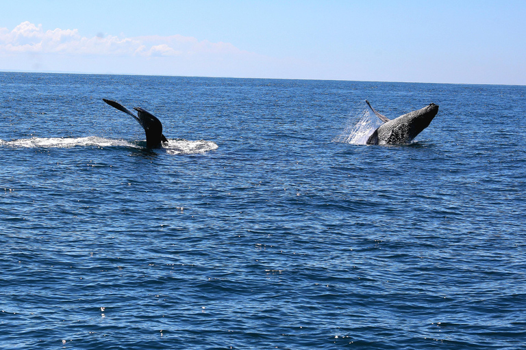 Uvita: Whale Watching Tour in Marino Ballena National Park
