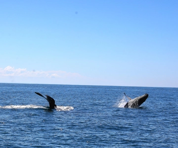 Uvita: Whale Watching Tour in Marino Ballena National Park