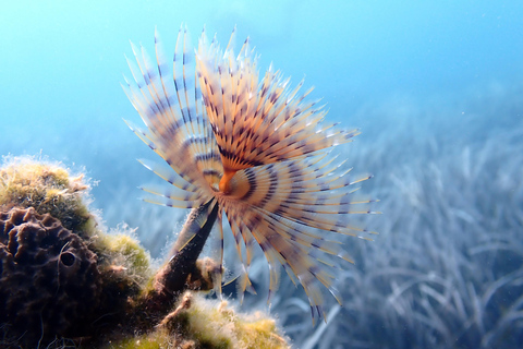 Scuba Diving in the Volcanic Caldera/shorelines of Santorini