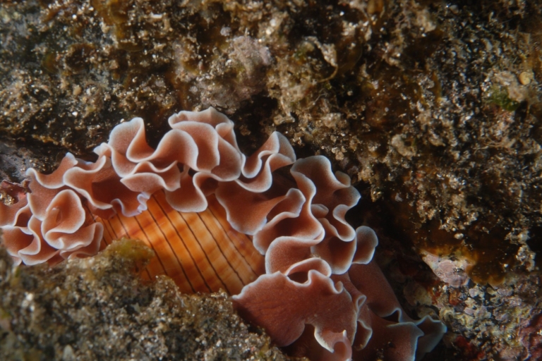 Grande Canarie : Essayez la plongée sous-marine dans le sud de l'îleDécouvrez la plongée sous-marine