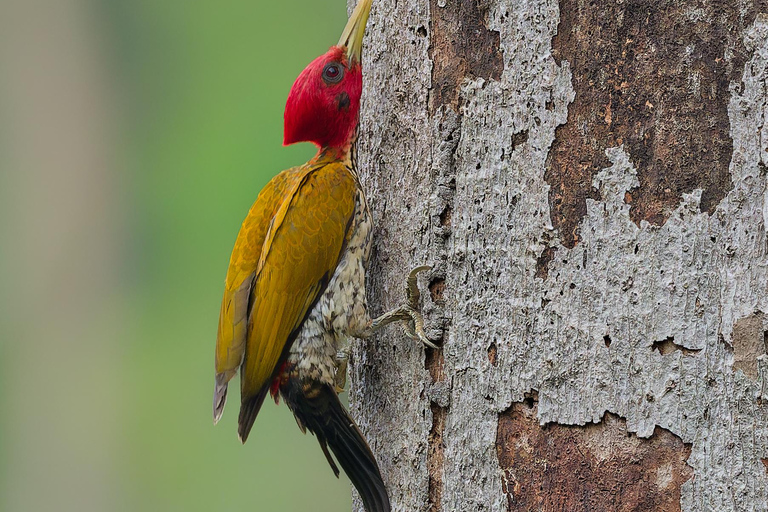 Puerto Princesa: Full-Day Birdwatching Tour with Guide