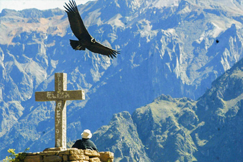 Colca Canyon Day Trip from Arequipa + Transfer to Puno