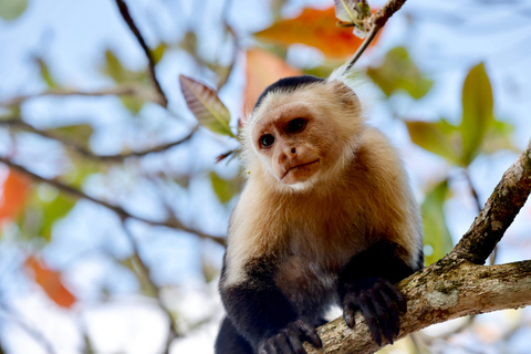 Parc national de Cahuita et jardin tropical de Maratopia