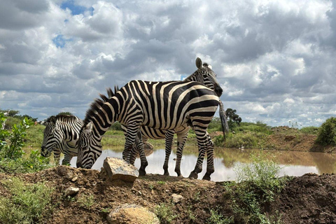 Nairobi National Park: Early Morning or afternoon adventure Early morning game drive in a Landcruiser JEEP