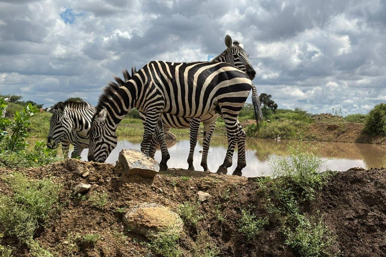 Nairobi National Park: Early Morning or afternoon adventure Early morning game drive in a Landcruiser JEEP