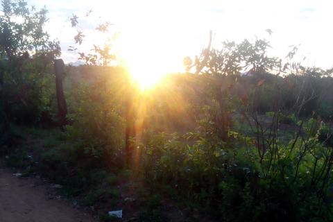 From Nairobi: Guided Bird Watching Tour