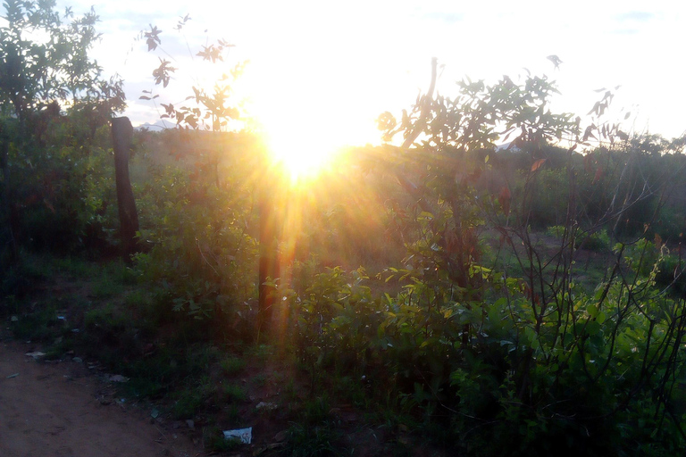 From Nairobi: Guided Bird Watching Tour