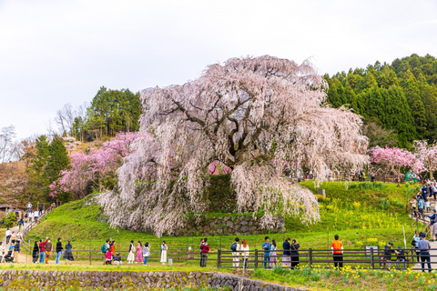 Private sightseeing tour of Nara in Spanish with pick-up from your hotel in Osaka or Kyoto 6-Hour Private Tour in Spanish