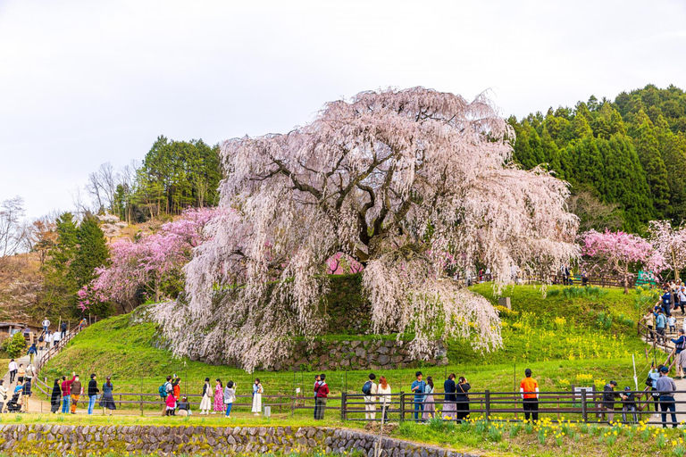 Private sightseeing tour of Nara in Spanish with pick-up from your hotel in Osaka or Kyoto 6-Hour Private Tour in Spanish