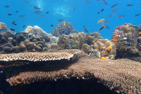 Koh Tao: Excursión de snorkel a la isla de Nang Yuan y bahías ocultas