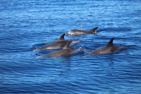 Funchal: Snabb båttur med val- och delfinskådning