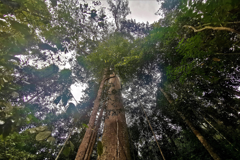Kuala Lumpur: Taman Negara Tour w/Lata Berkoh Falls & Lunch Pickup Within KL City Centre Area Only