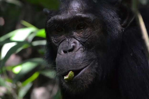 Safari de 6 jours à la découverte des chimpanzés, des gorilles, des singes dorés et des animaux sauvagesMilieu de gamme