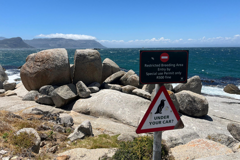 Cape of Good Hope & African Penguins Small Group Tour