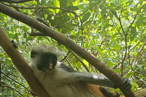 Zanzibar: Zipline Adventure in masingini forest tour Private tour with Hotel pick up & drop-off with entry ticket