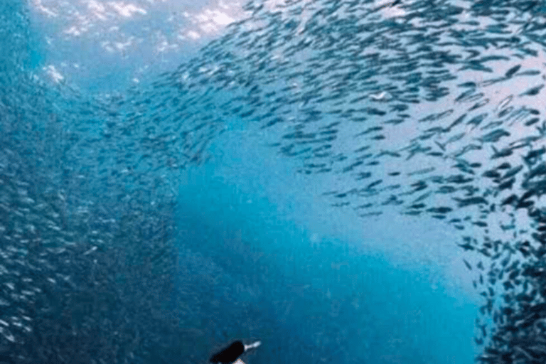 Cebu: Oslob Whale Shark, Sumilon, ruiny, kościół Simala