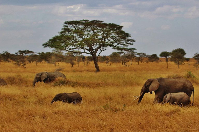 Safari budgétaire de groupe de 8 jours à travers le Kenya et la Tanzanie