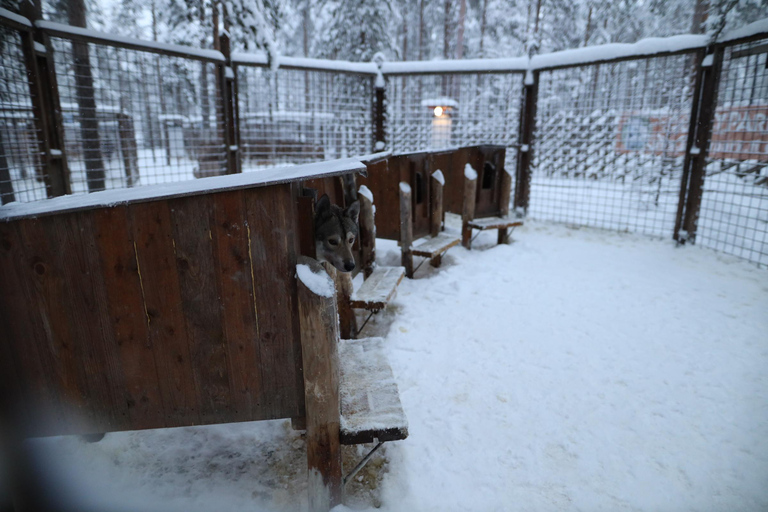 Full day: Reindeer Farm, Santa Claus Village & Husky Park