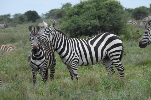 Arusha: Safari de 5 días a Tarangire, Lago Manyara y ...