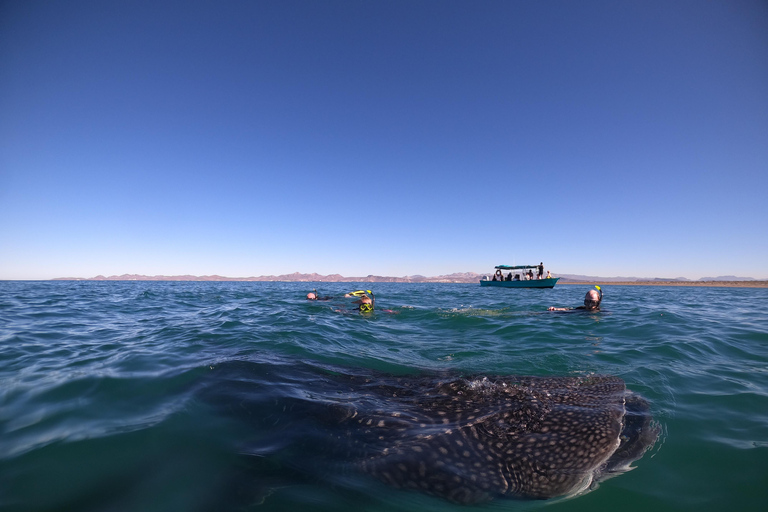 Small group Whale Shark snorkeling in La Paz, BCS, Mexico