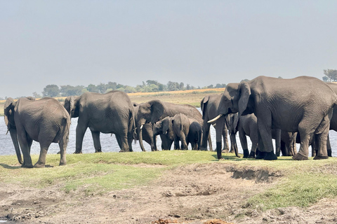 From Livingstone: Chobe Half-Day Game Drive Safari