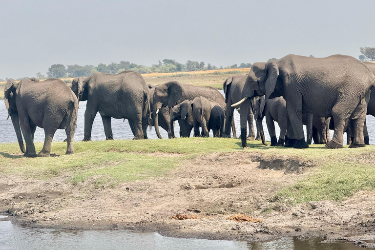 From Livingstone: Chobe Half-Day Game Drive Safari