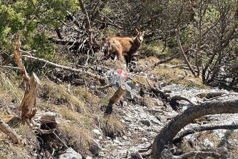 Innsbruck: Private Adventure Tour with Guide