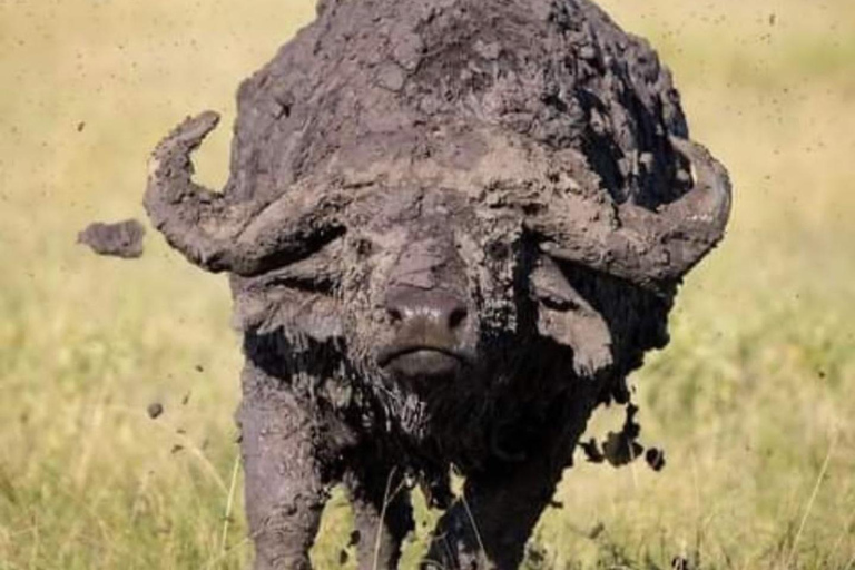 Sansibar: 3-tägige Mikumi-Nationalpark-Safari mit dem SGR-Zug