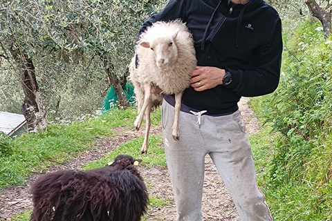 Pisa: Pisan Mountains Dwarf Sheep and Olive Oil Tour