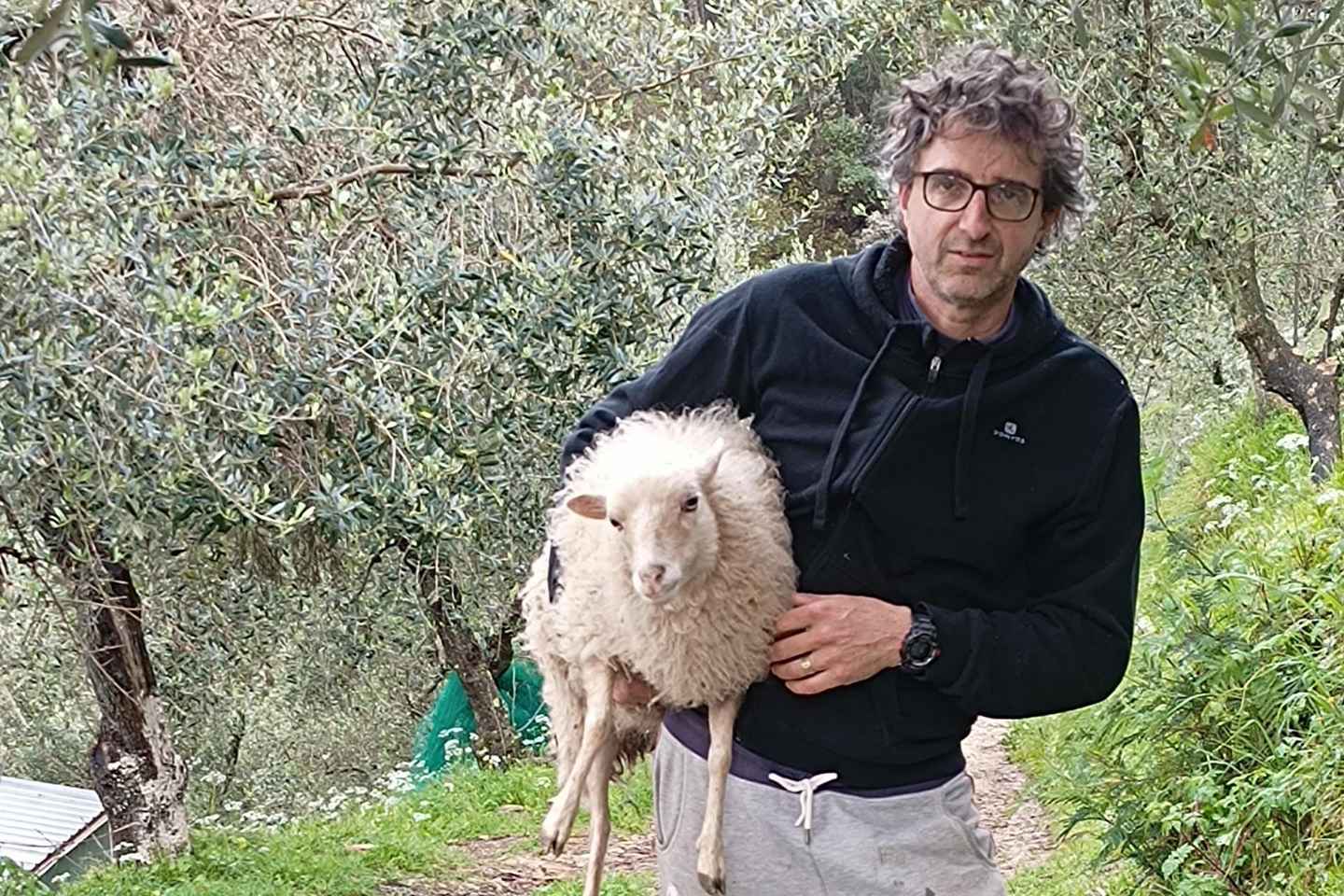 Pisa: tour delle pecore nane e dell'olio d'oliva sui Monti Pisani