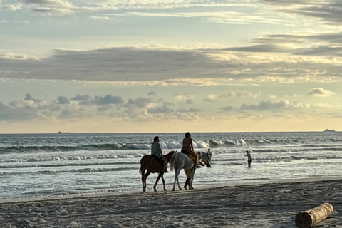 Salalah: Paseo a Caballo por la Playa con Recogida en el Hotel60 minutos de equitación en la playa