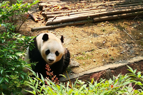 Excursion d&#039;une journée à la base de pandas de Chengdu et au bouddha géant de LeshanVisite privée de la base de pandas de Chengdu et du Bouddha de Leshan