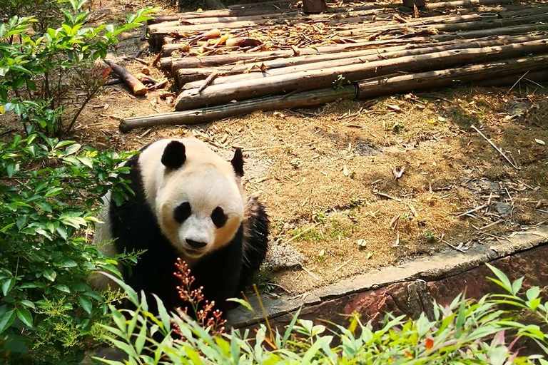 Excursion d&#039;une journée à la base de pandas de Chengdu et au bouddha géant de LeshanVisite privée de la base de pandas de Chengdu et du Bouddha de Leshan