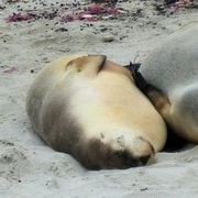 Kangaroo Island: One Day Highlights Tour with Seal Bay Walk