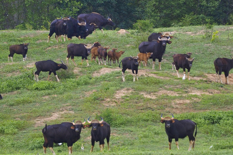 Hua Hin: Kui Buri National Park Wild Elephant Watching