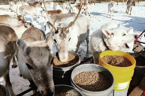 Au départ de Rovaniemi : visite d&#039;une ferme de rennes avec promenade en traîneau