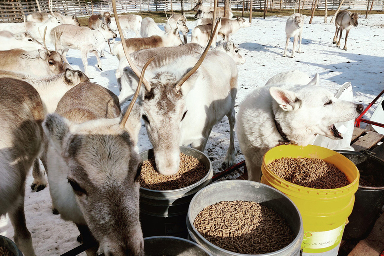 Da Rovaniemi: Visita alla fattoria delle renne con giro in slitta