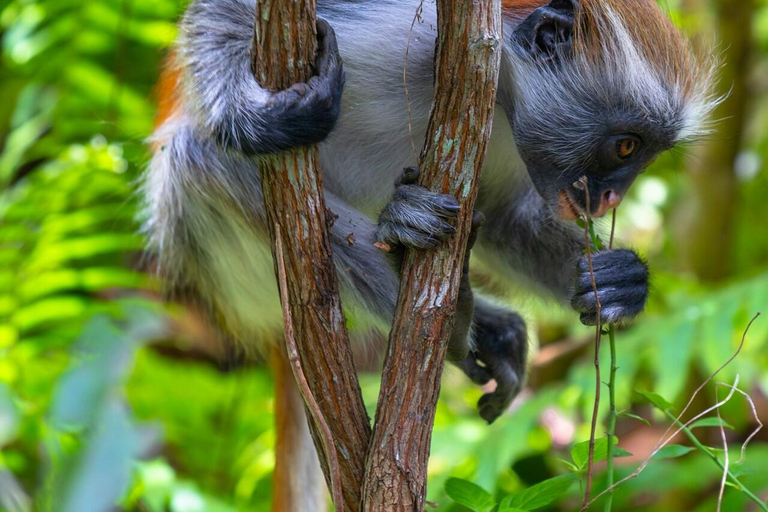 PARQUE NACIONAL DA FLORESTA DE JOZANI E QUINTA DE ESPECIARIAS