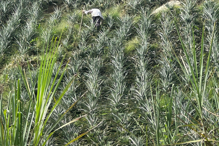 From Medellín: Pineapple Farm Experience with Tasting