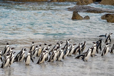 Cape Town: Boulders Penguin Colony Prebooked Entry Ticket
