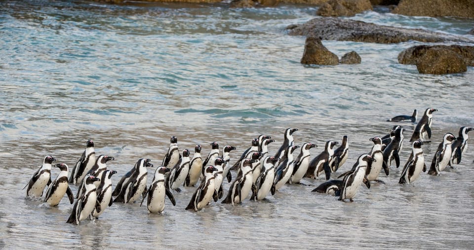 Boulders Penguin Colony Prebooked Entry Ticket