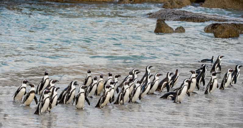 Cape Town: Boulders Penguin Colony Prebooked Entry Ticket